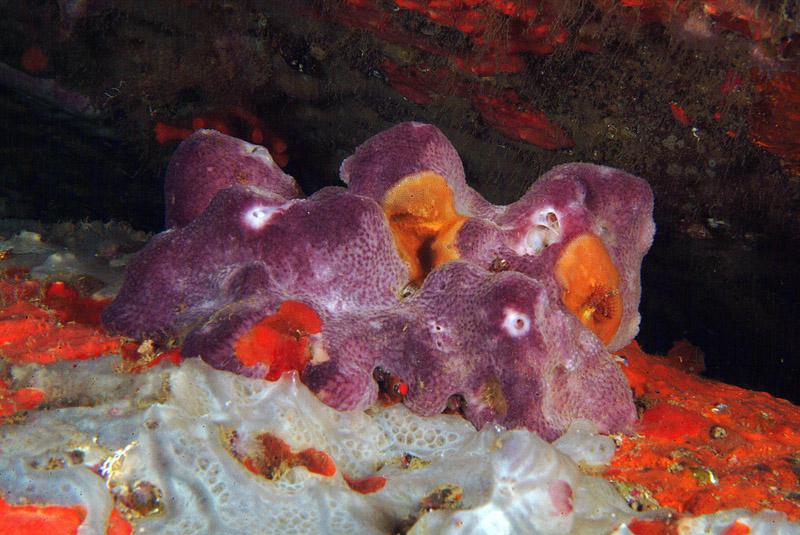 Ircinia in grotta